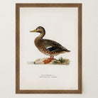 Mallard Duck Vintage Wildlife Wall Art Print-Skudaboo