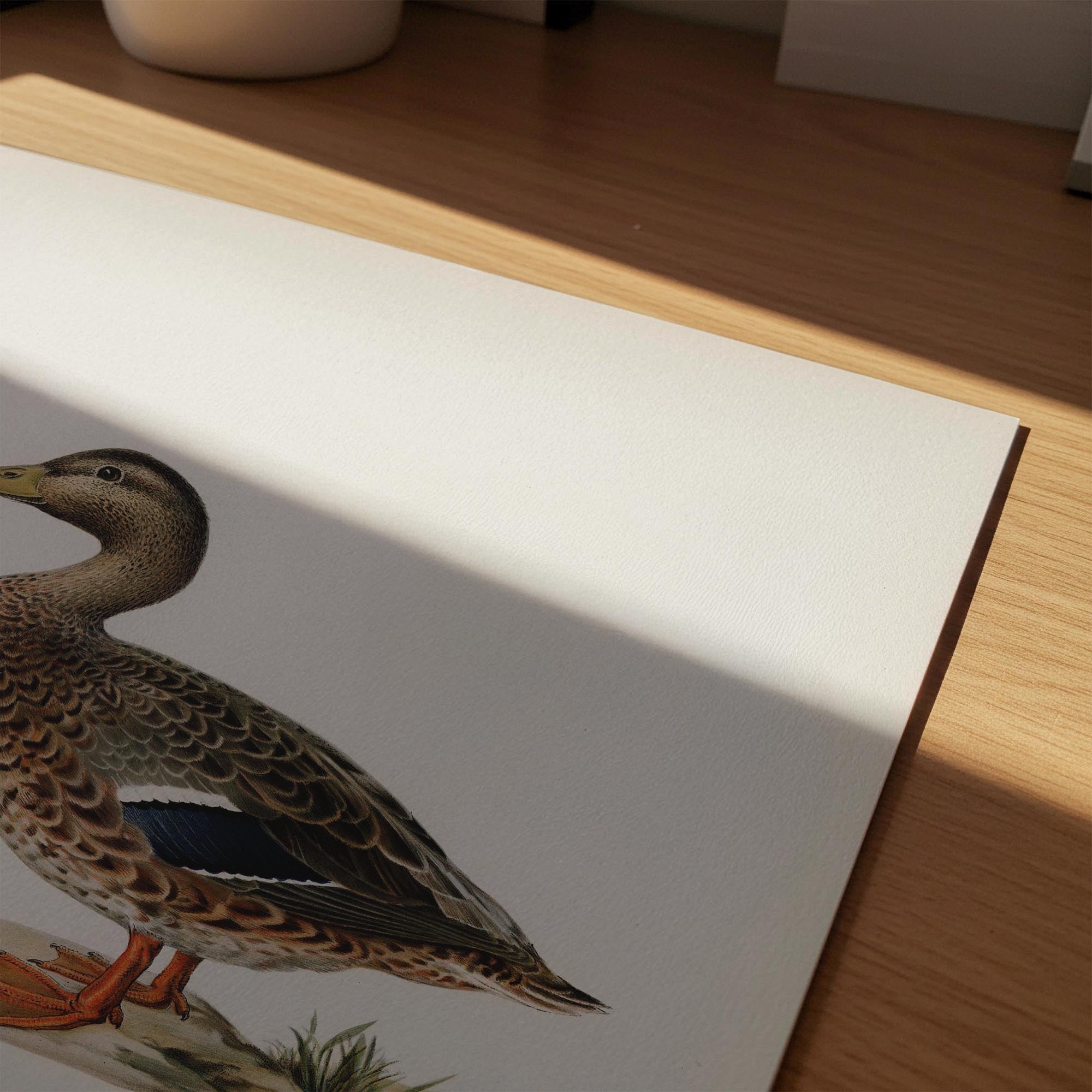 Mallard Duck Vintage Wildlife Wall Art Print-Skudaboo
