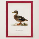 Mallard Duck Vintage Wildlife Wall Art Print-Skudaboo