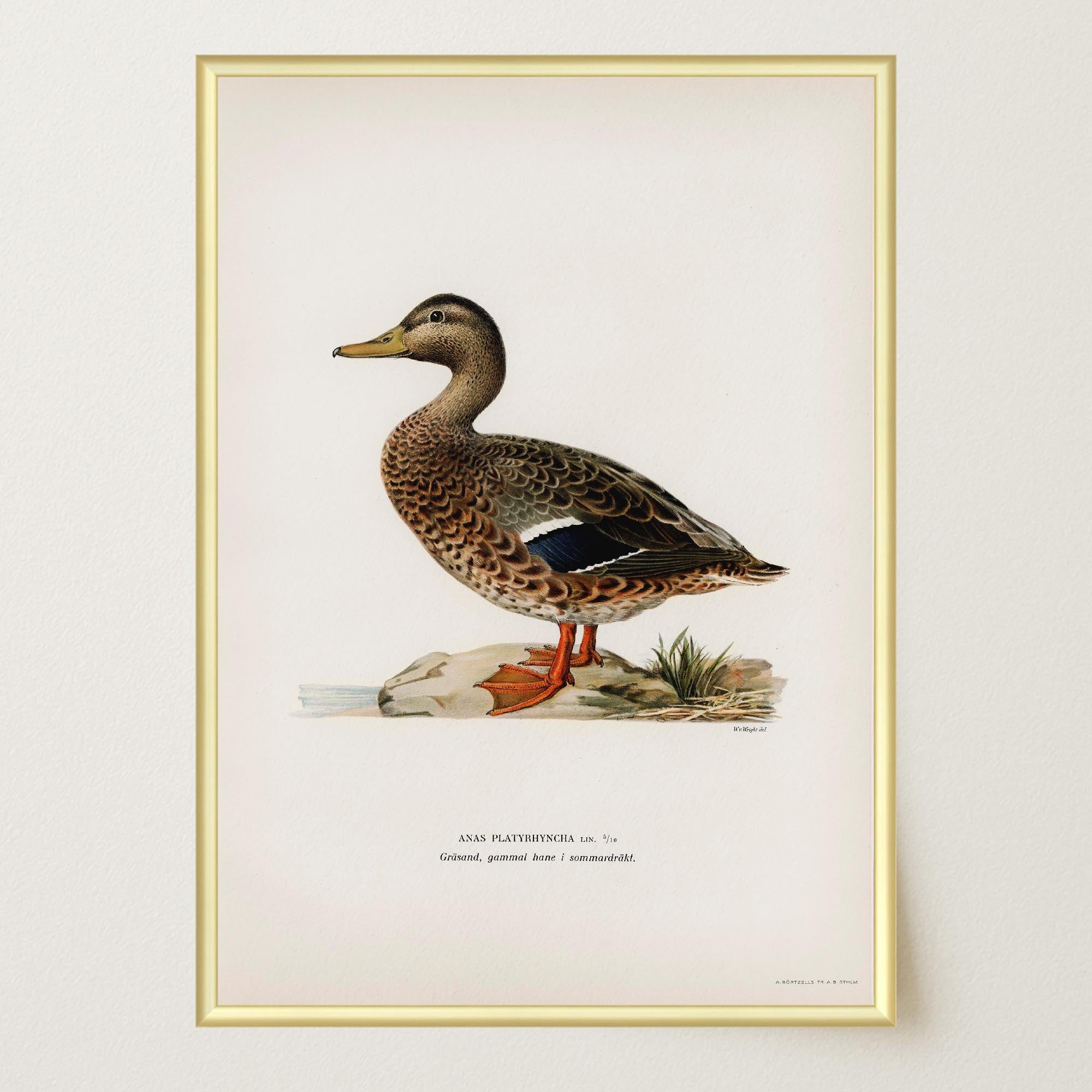 Mallard Duck Vintage Wildlife Wall Art Print-Skudaboo