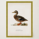 Mallard Duck Vintage Wildlife Wall Art Print-Skudaboo