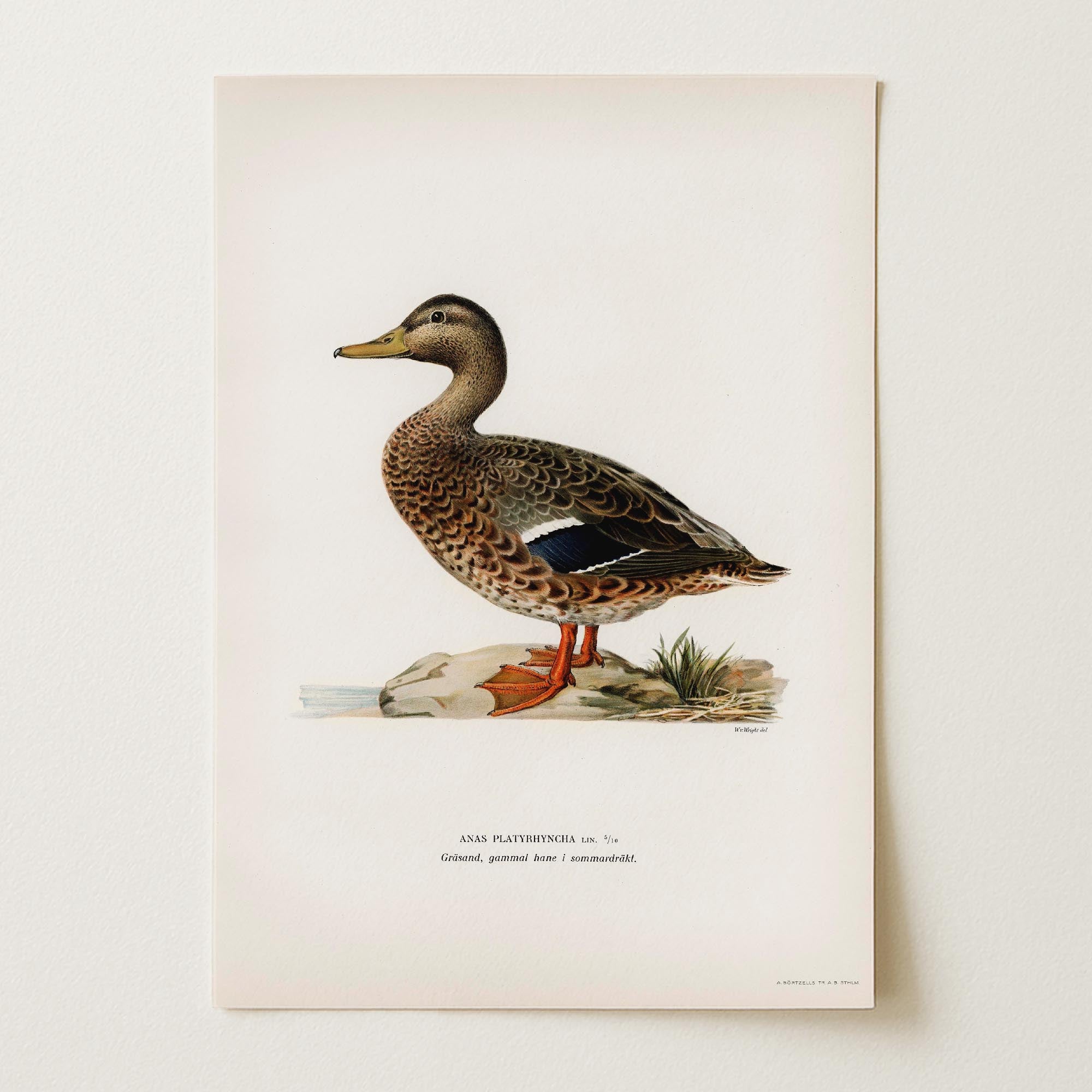 Mallard Duck Vintage Wildlife Wall Art Print-Skudaboo