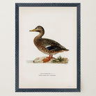 Mallard Duck Vintage Wildlife Wall Art Print-Skudaboo