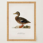 Mallard Duck Vintage Wildlife Wall Art Print-Skudaboo