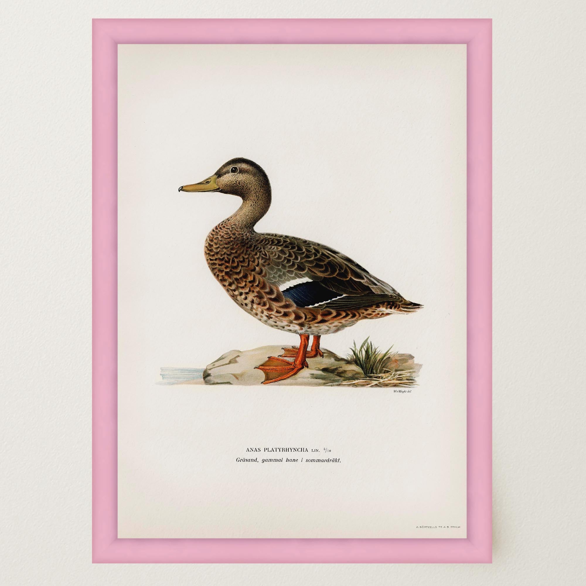 Mallard Duck Vintage Wildlife Wall Art Print-Skudaboo