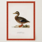 Mallard Duck Vintage Wildlife Wall Art Print-Skudaboo