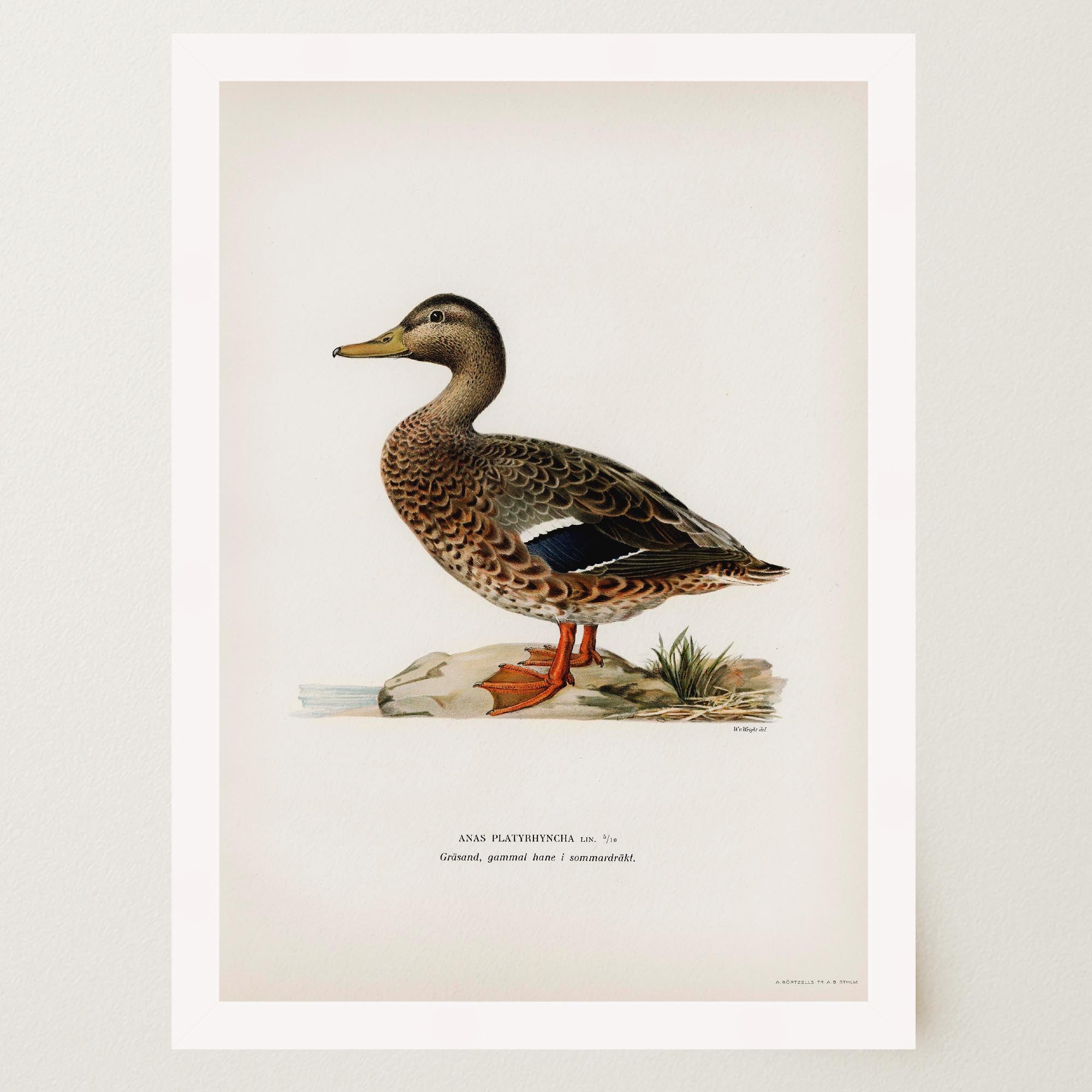 Mallard Duck Vintage Wildlife Wall Art Print-Skudaboo