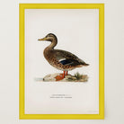 Mallard Duck Vintage Wildlife Wall Art Print-Skudaboo