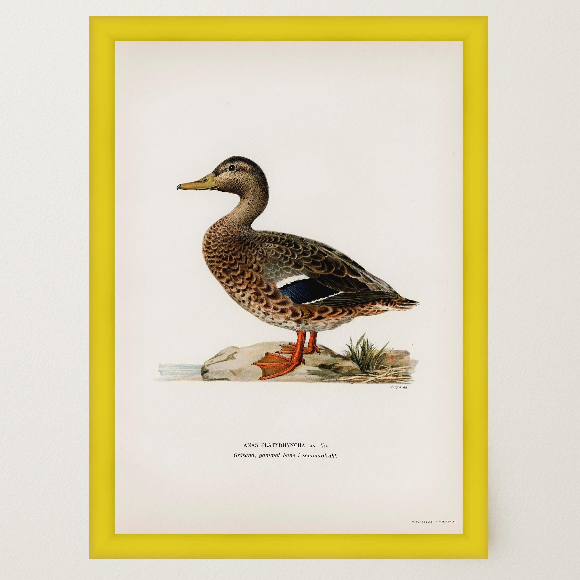 Mallard Duck Vintage Wildlife Wall Art Print-Skudaboo