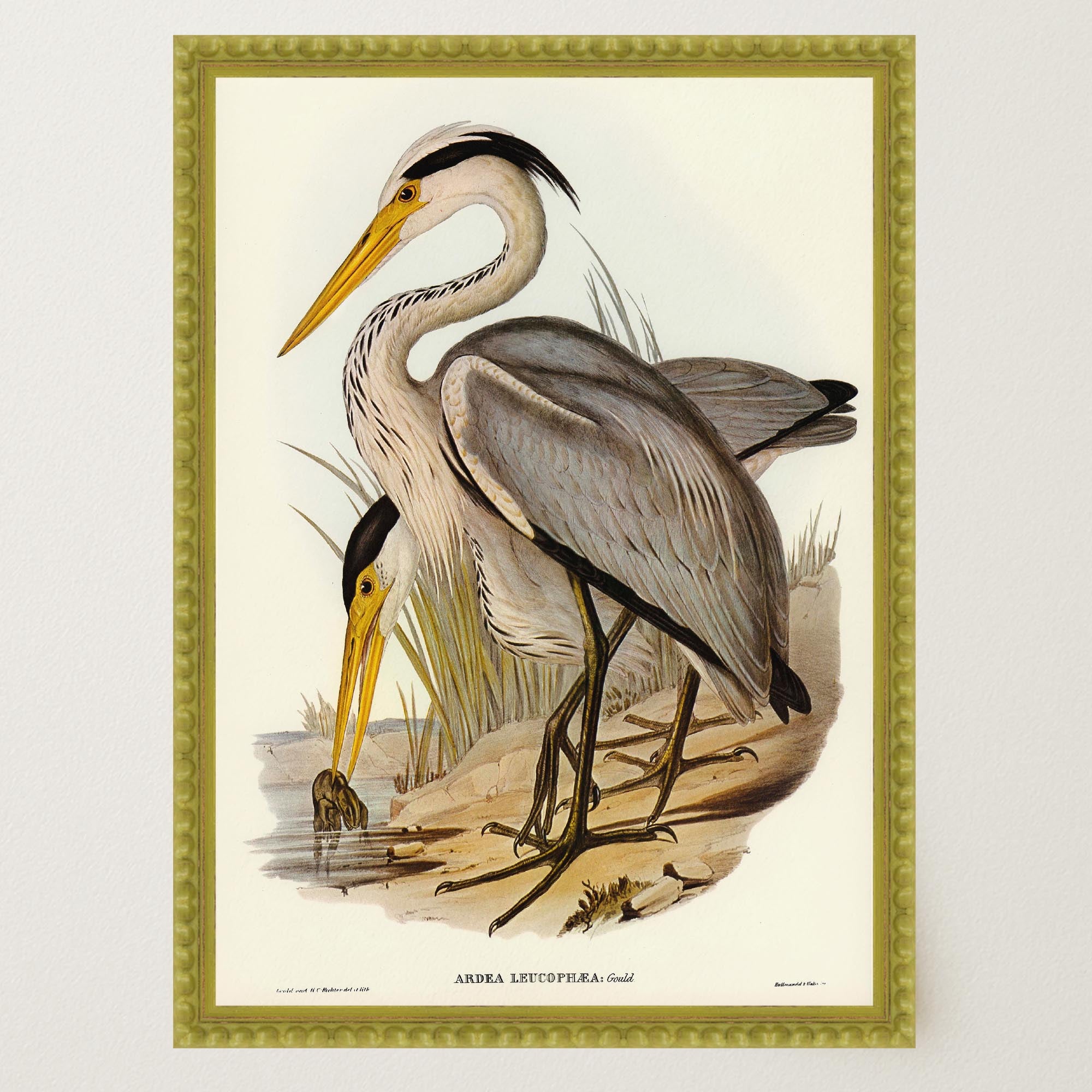Heron Bird Vintage Nature Wall Art Print-Skudaboo