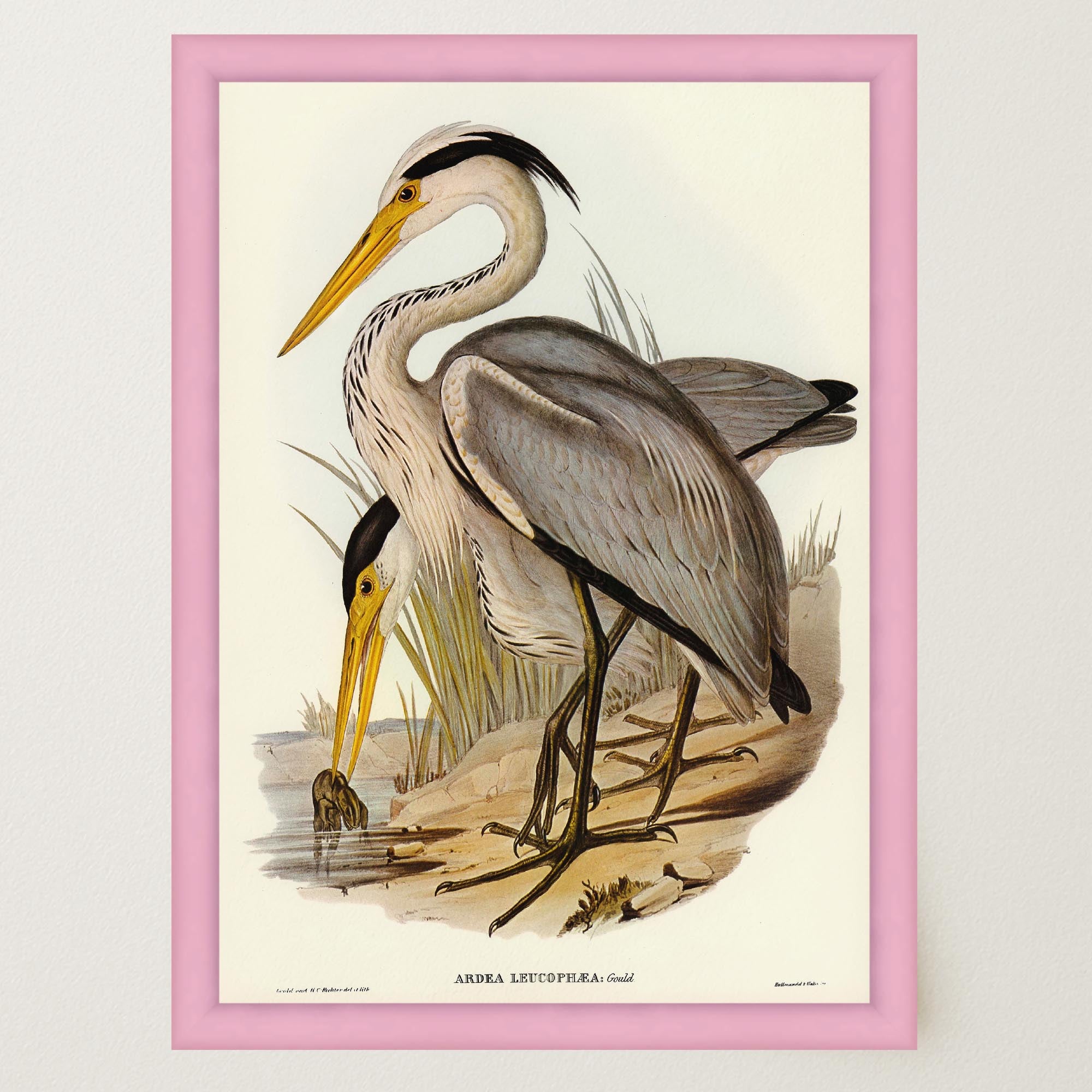 Heron Bird Vintage Nature Wall Art Print-Skudaboo