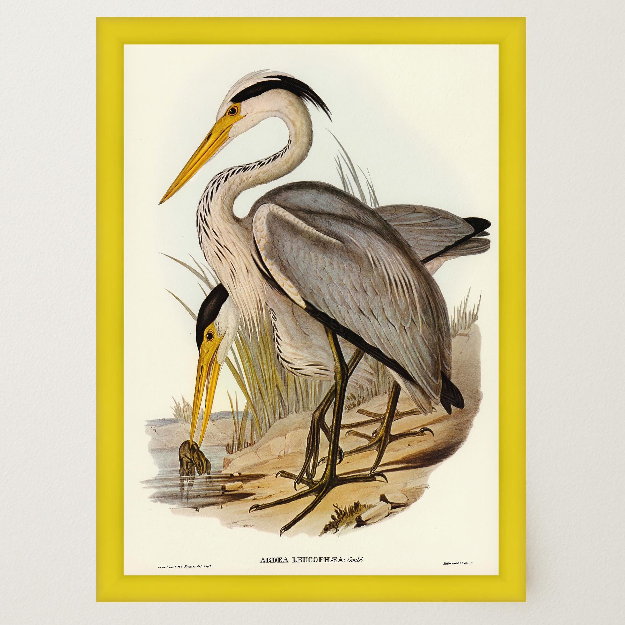 Heron Bird Vintage Nature Wall Art Print-Skudaboo