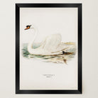Swan Vintage Bird Illustration Wall Art Print-Skudaboo