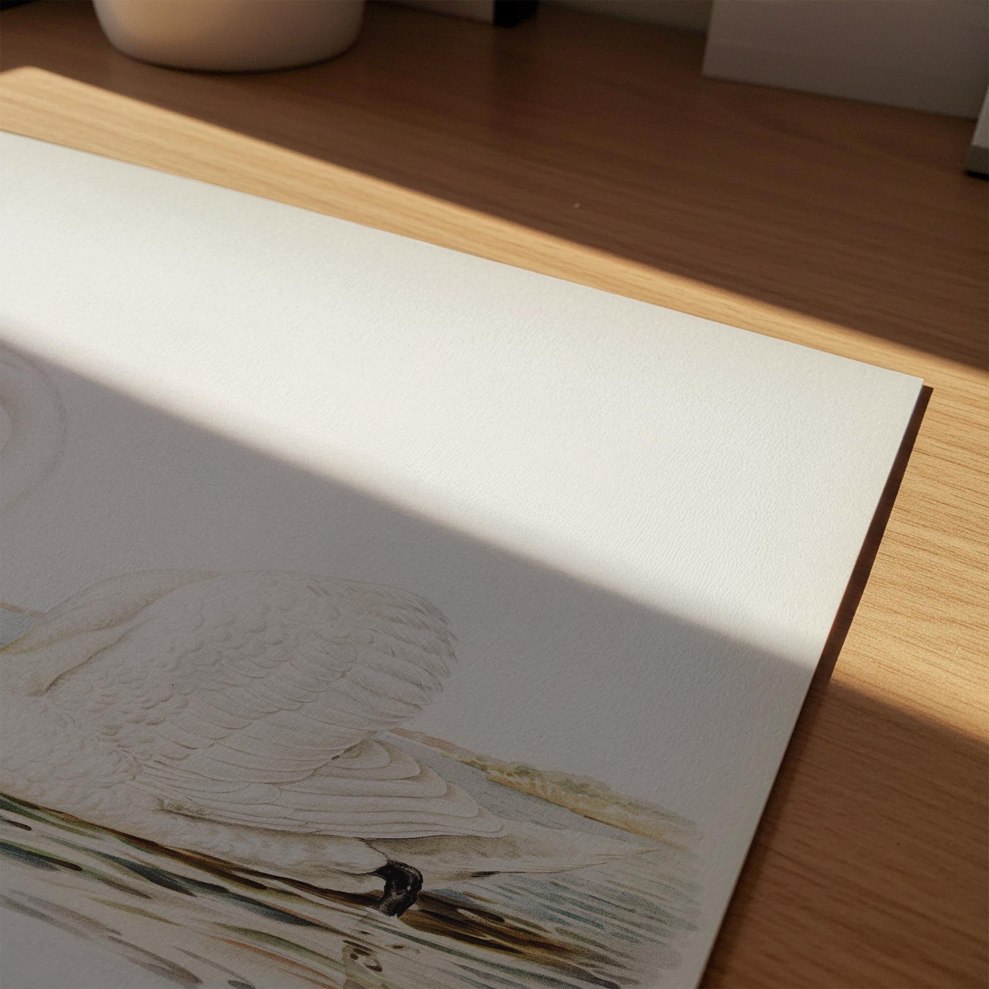 Swan Vintage Bird Illustration Wall Art Print-Skudaboo