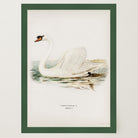 Swan Vintage Bird Illustration Wall Art Print-Skudaboo