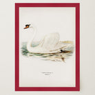 Swan Vintage Bird Illustration Wall Art Print-Skudaboo