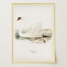 Swan Vintage Bird Illustration Wall Art Print-Skudaboo
