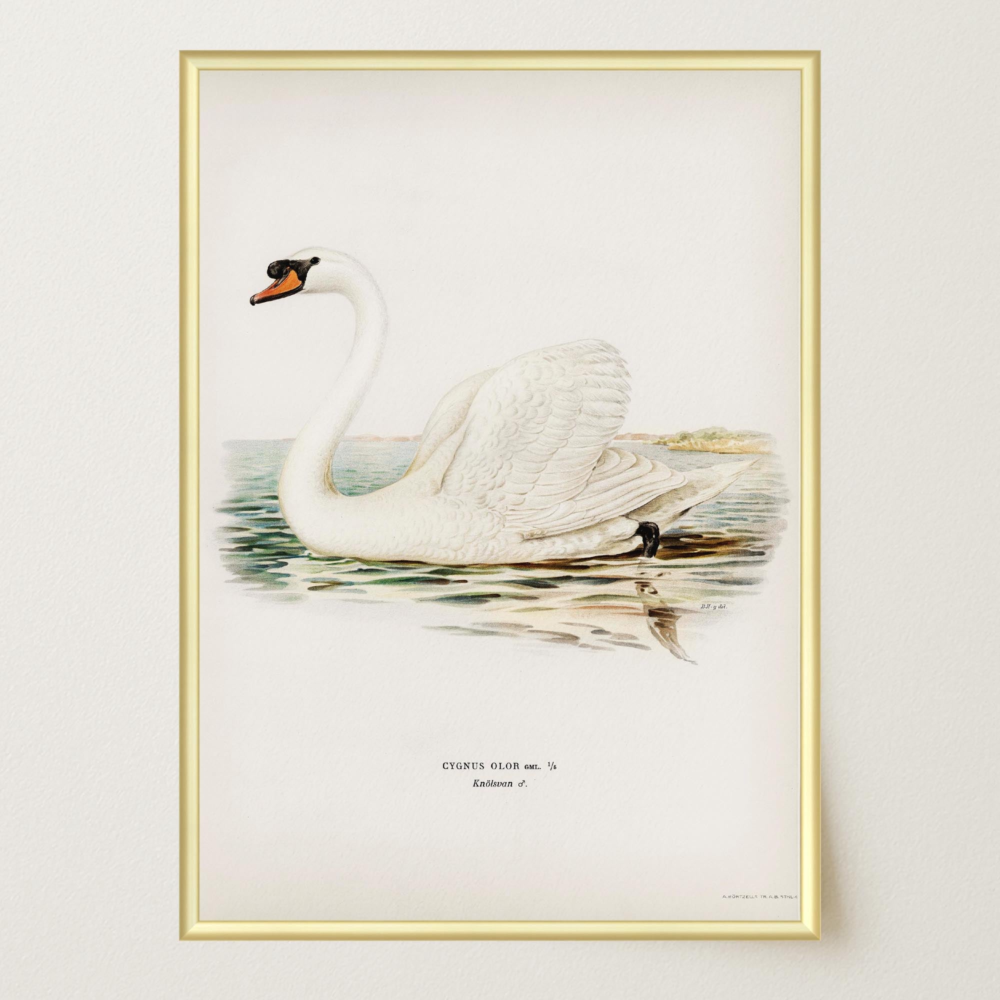 Swan Vintage Bird Illustration Wall Art Print-Skudaboo