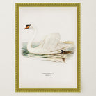 Swan Vintage Bird Illustration Wall Art Print-Skudaboo