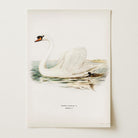 Swan Vintage Bird Illustration Wall Art Print-Skudaboo
