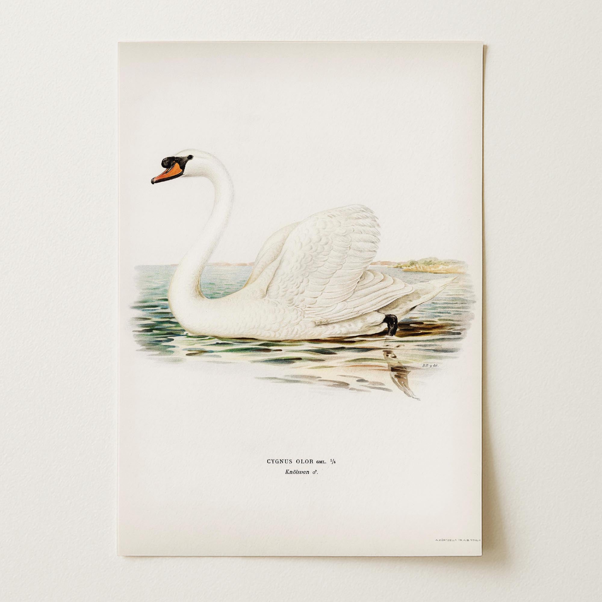 Swan Vintage Bird Illustration Wall Art Print-Skudaboo