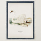 Swan Vintage Bird Illustration Wall Art Print-Skudaboo
