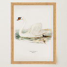 Swan Vintage Bird Illustration Wall Art Print-Skudaboo