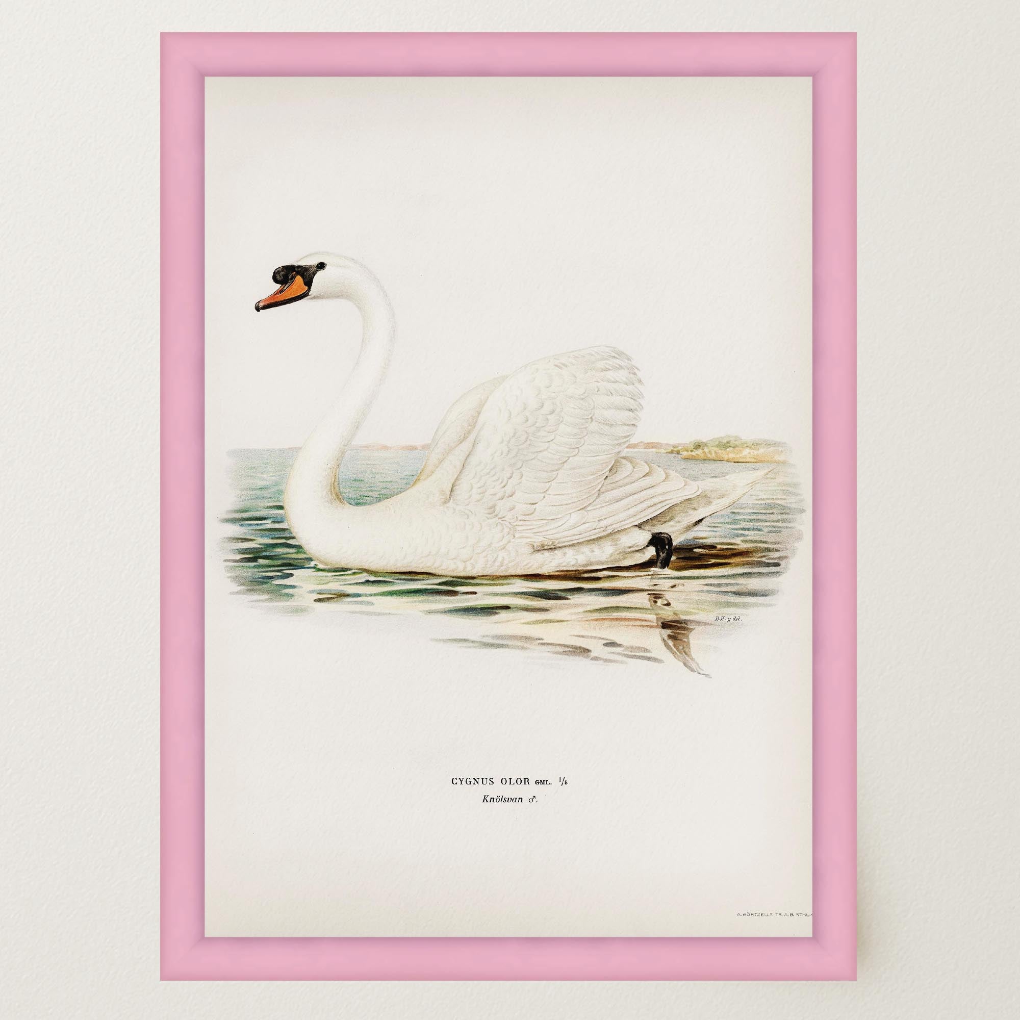 Swan Vintage Bird Illustration Wall Art Print-Skudaboo