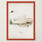 Swan Vintage Bird Illustration Wall Art Print-Skudaboo