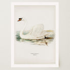 Swan Vintage Bird Illustration Wall Art Print-Skudaboo