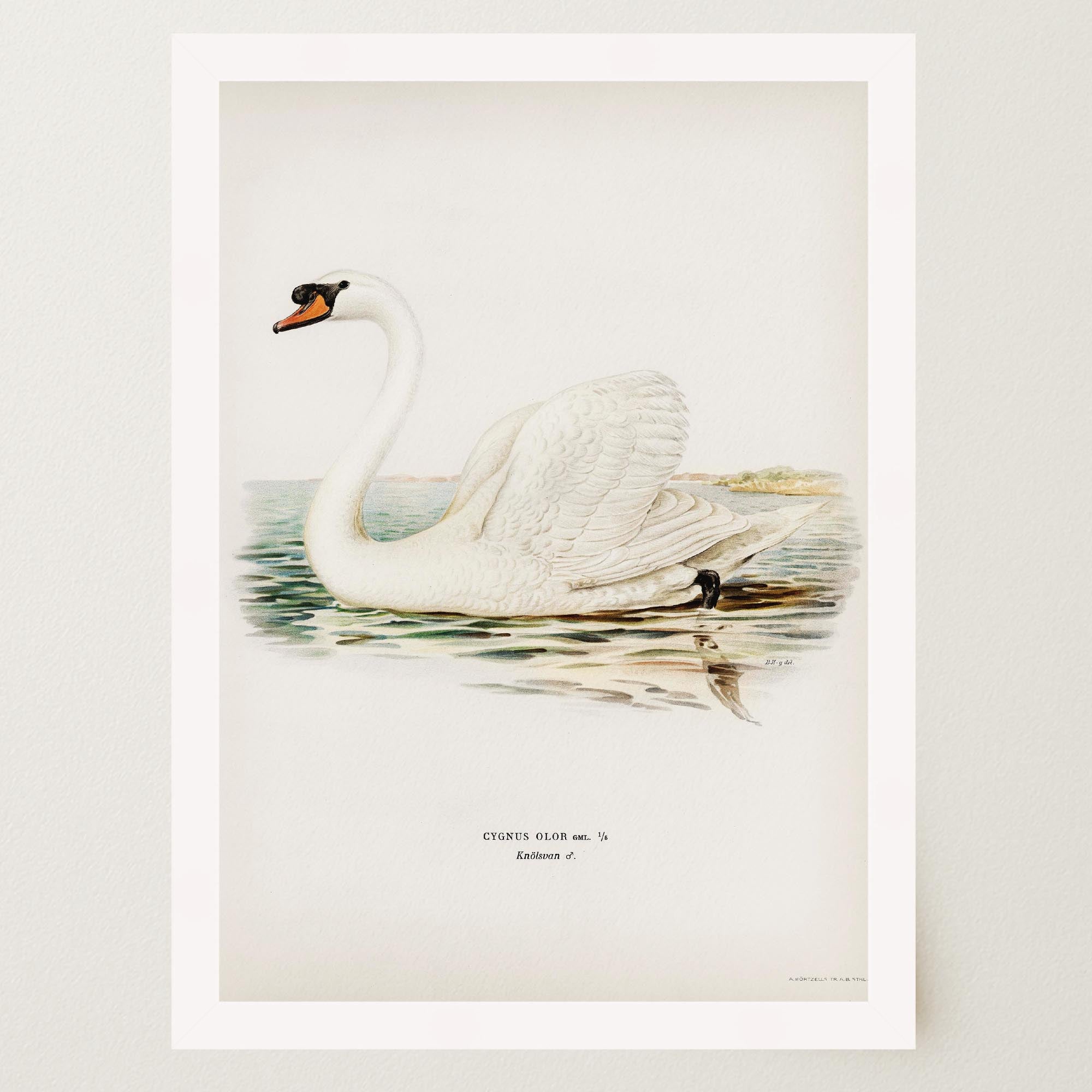 Swan Vintage Bird Illustration Wall Art Print-Skudaboo