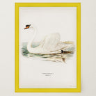 Swan Vintage Bird Illustration Wall Art Print-Skudaboo