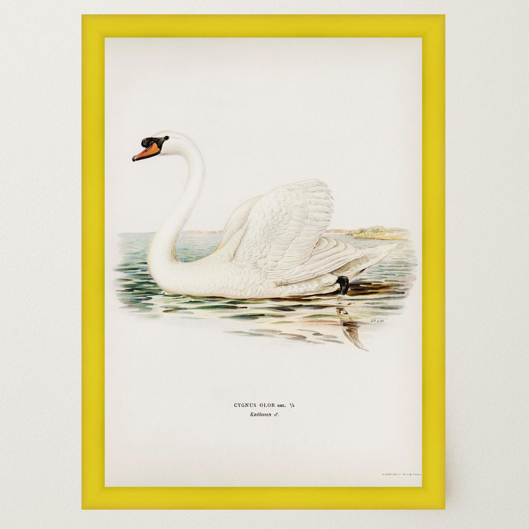 Swan Vintage Bird Illustration Wall Art Print-Skudaboo