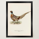 Pheasant Vintage Wildlife Wall Art Print-Skudaboo