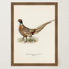 Pheasant Vintage Wildlife Wall Art Print-Skudaboo