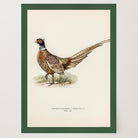 Pheasant Vintage Wildlife Wall Art Print-Skudaboo