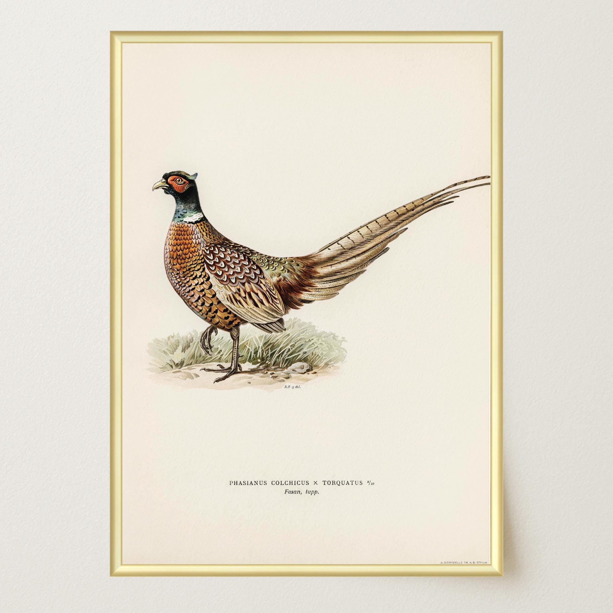 Pheasant Vintage Wildlife Wall Art Print-Skudaboo