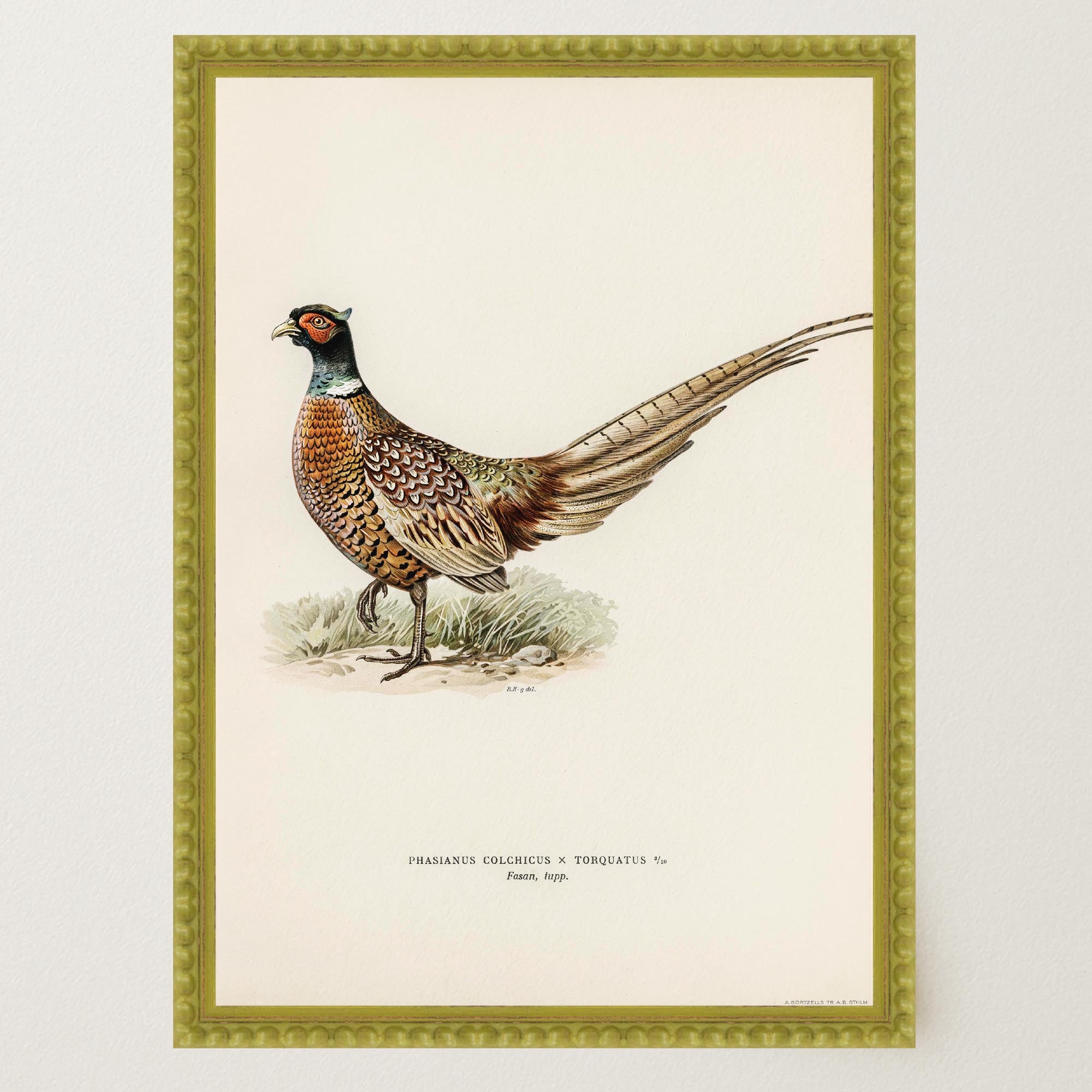 Pheasant Vintage Wildlife Wall Art Print-Skudaboo