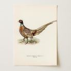 Pheasant Vintage Wildlife Wall Art Print-Skudaboo