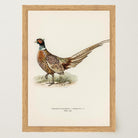 Pheasant Vintage Wildlife Wall Art Print-Skudaboo