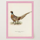 Pheasant Vintage Wildlife Wall Art Print-Skudaboo