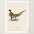 Pheasant Vintage Wildlife Wall Art Print-Skudaboo