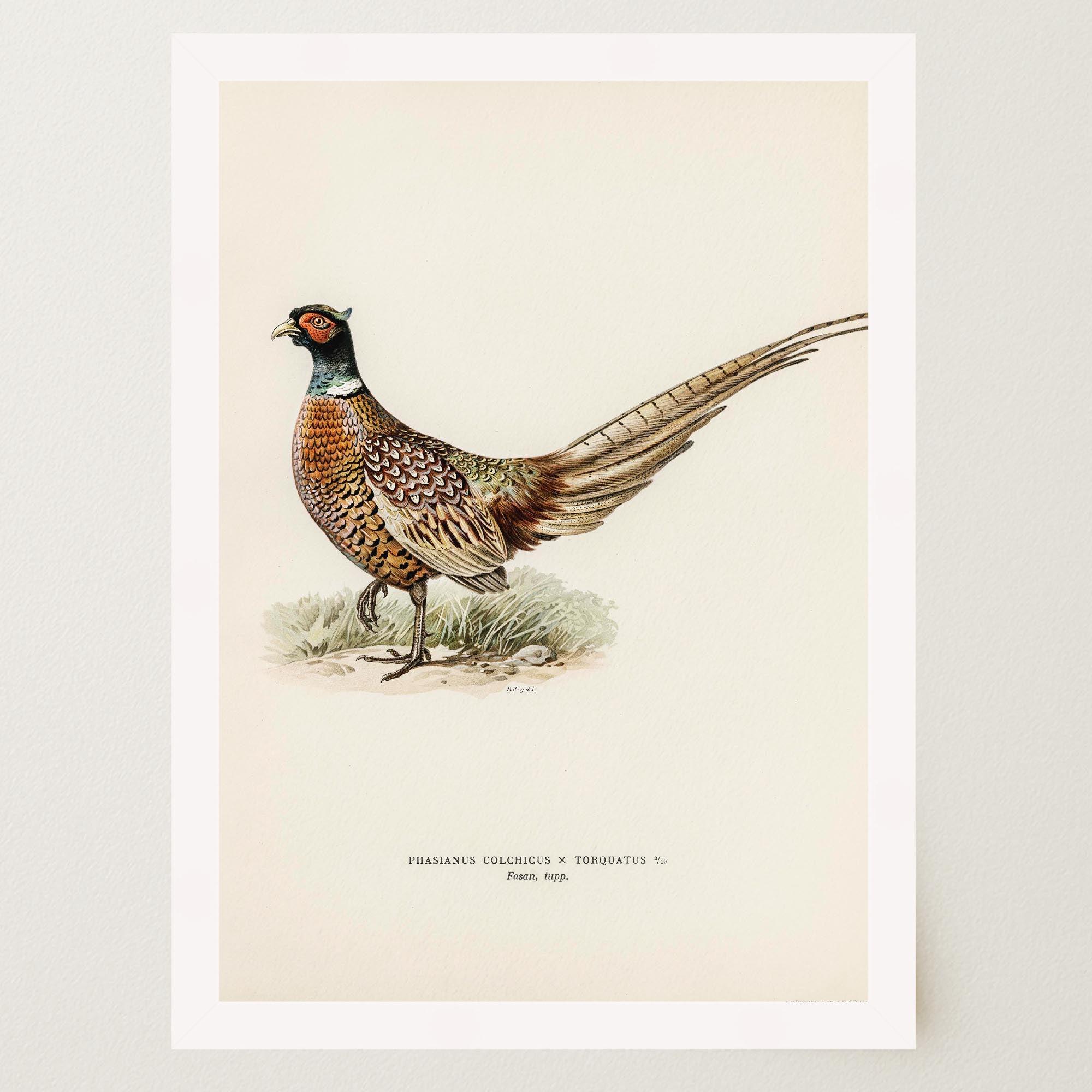 Pheasant Vintage Wildlife Wall Art Print-Skudaboo