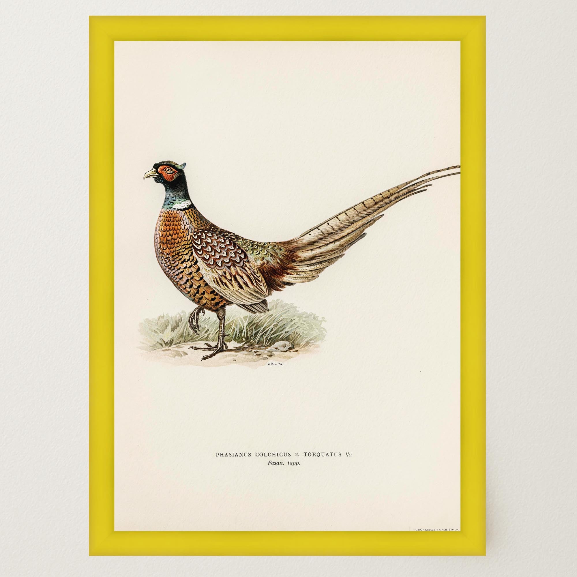 Pheasant Vintage Wildlife Wall Art Print-Skudaboo