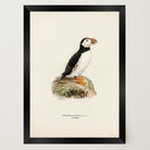 Atlantic Puffin Vintage Bird Wall Art Print-Skudaboo