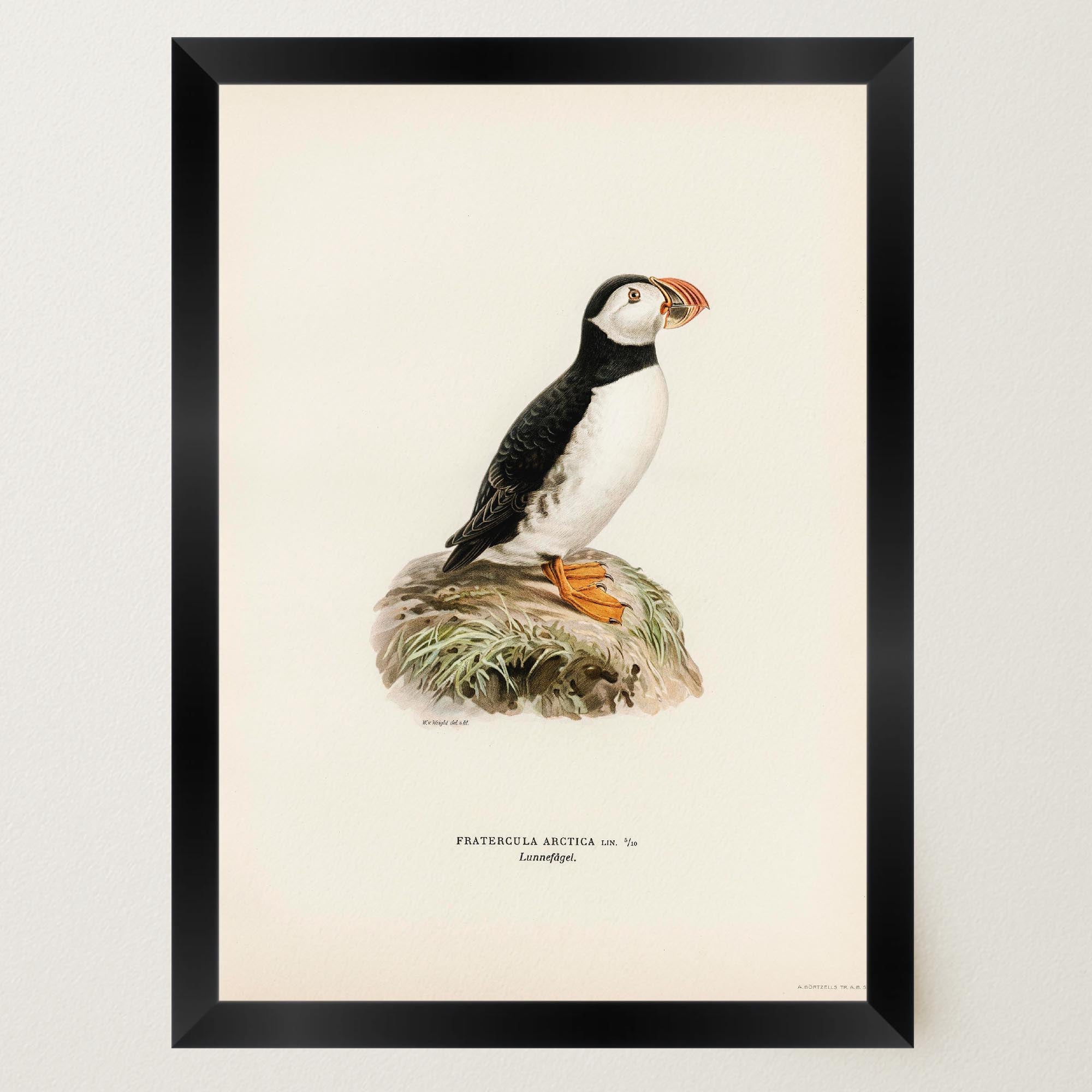 Atlantic Puffin Vintage Bird Wall Art Print-Skudaboo