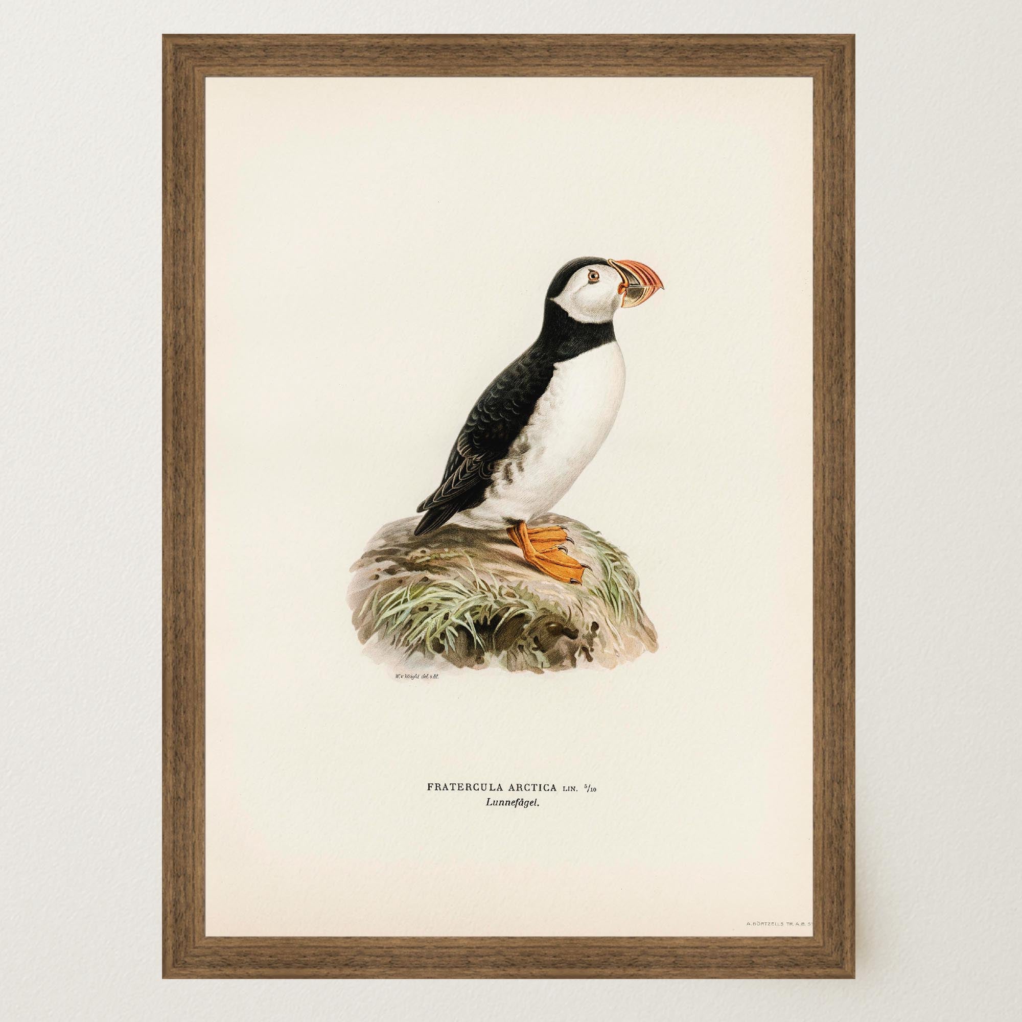 Atlantic Puffin Vintage Bird Wall Art Print-Skudaboo