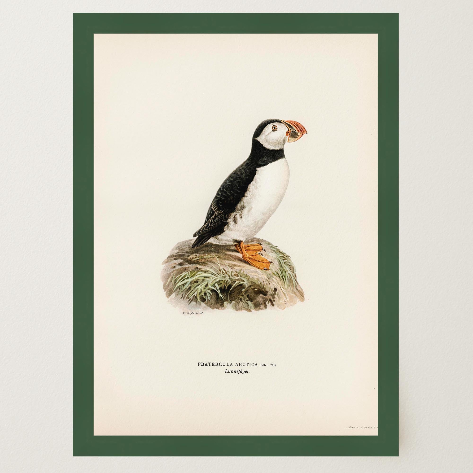 Atlantic Puffin Vintage Bird Wall Art Print-Skudaboo
