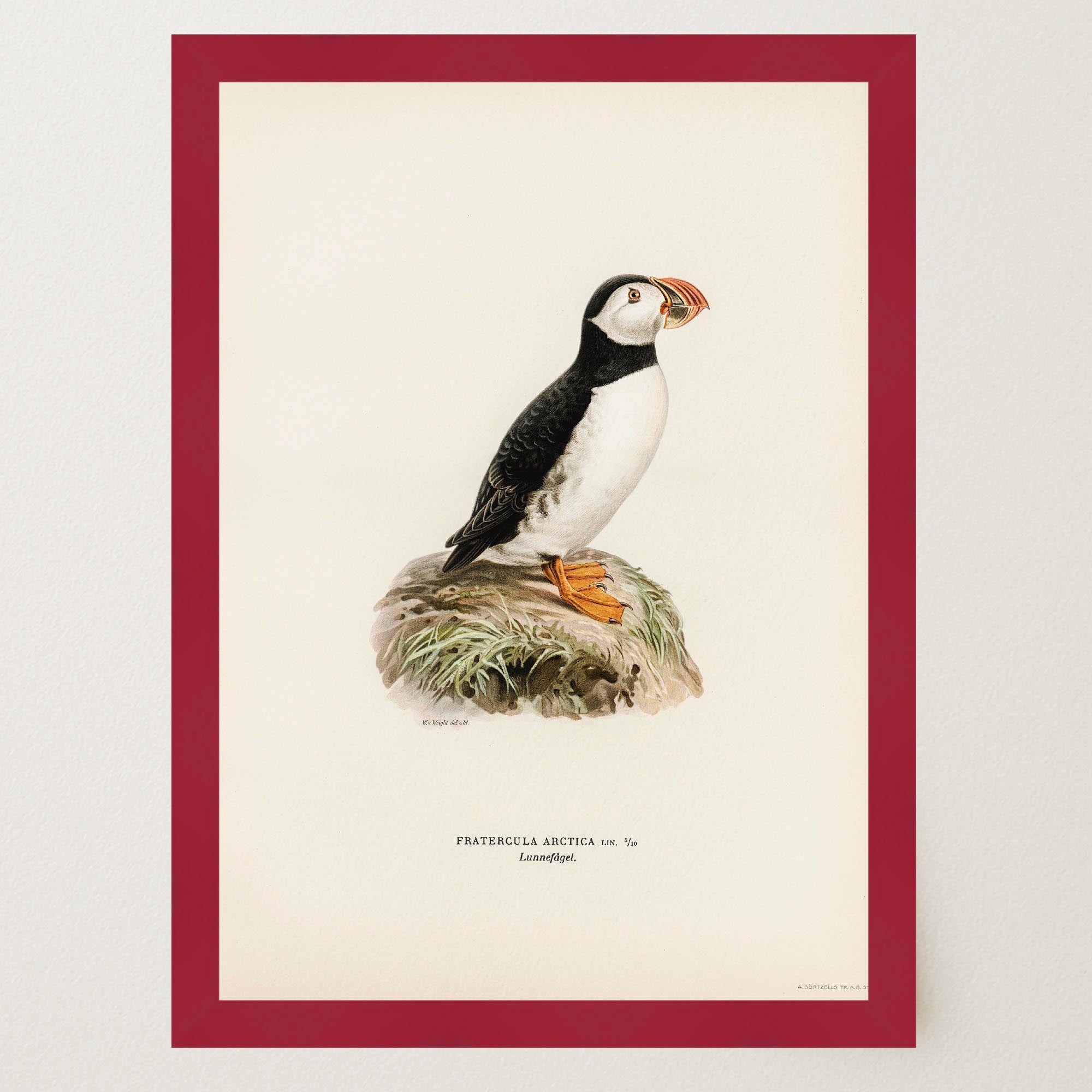 Atlantic Puffin Vintage Bird Wall Art Print-Skudaboo
