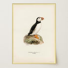 Atlantic Puffin Vintage Bird Wall Art Print-Skudaboo